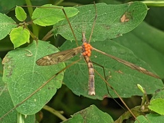 Tipula ultima