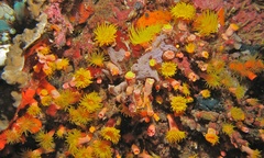 Cladopsammia gracilis