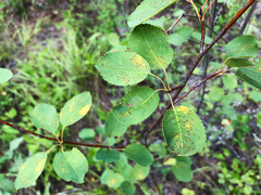 Amelanchier cusickii