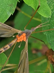 Tipula ultima