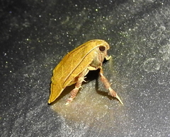 Parachma ochracealis