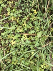 Hydrocotyle batrachium