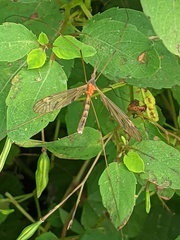 Tipula ultima