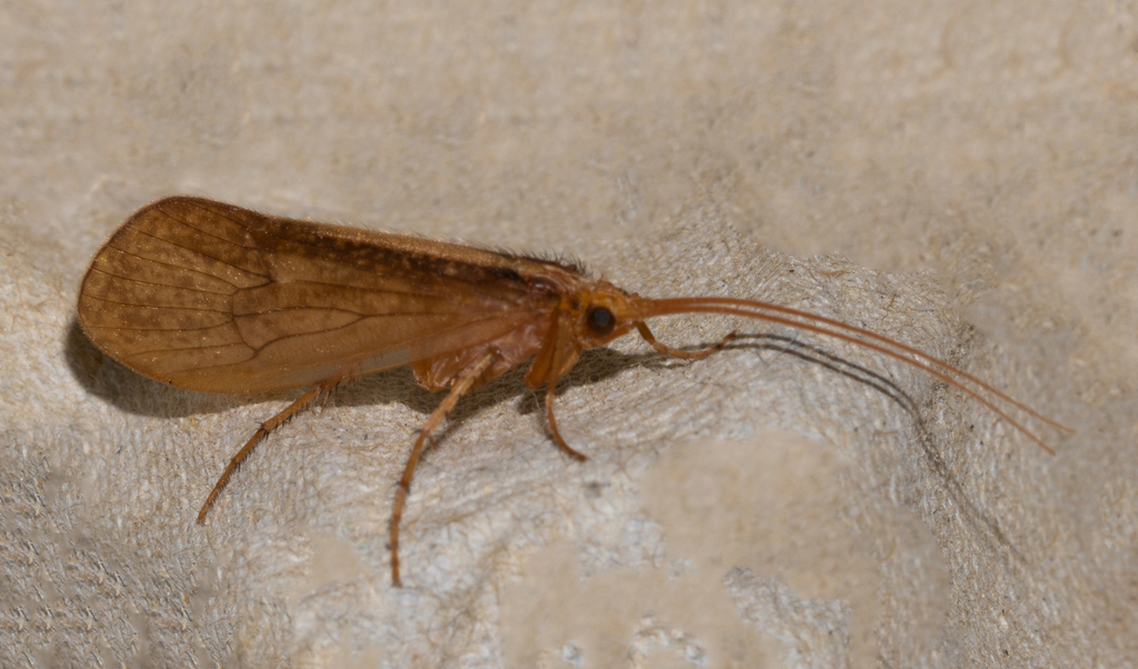 Micropterna sequax