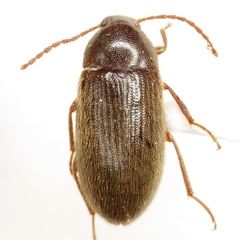 Hymenorus dubius