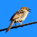 Southern Levaillant's Cisticola - Photo (c) Gigi Laidler, some rights reserved (CC BY-NC), uploaded by Gigi Laidler