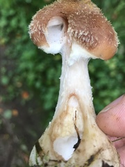 Armillaria
