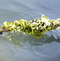 Ulva lactuca