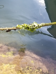 Ulva lactuca
