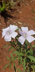 Monsonia burkeana