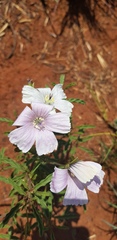 Monsonia burkeana