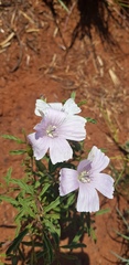 Monsonia burkeana