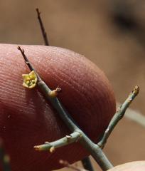 Lacomucinaea lineata