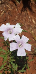 Monsonia burkeana