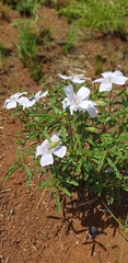 Monsonia burkeana