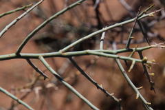 Lacomucinaea lineata