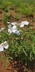 Monsonia burkeana