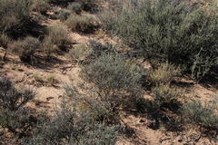 Lacomucinaea lineata