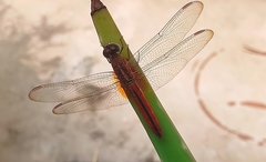 Crocothemis servilia