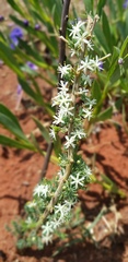 Asparagus flavicaulis