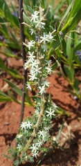 Asparagus flavicaulis