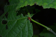 Pyrrhocoris apterus