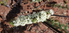 Asparagus flavicaulis