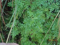 Senecio rhyncholaenus
