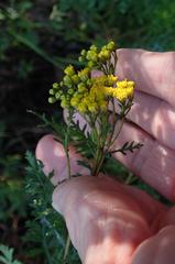 Senecio rhyncholaenus