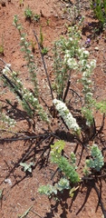 Asparagus flavicaulis