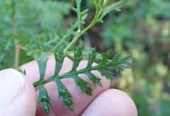 Senecio rhyncholaenus