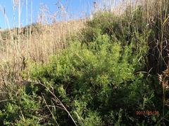 Senecio rhyncholaenus