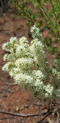 Asparagus flavicaulis