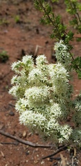 Asparagus flavicaulis
