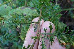 Senecio rhyncholaenus