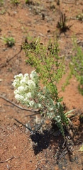 Asparagus flavicaulis