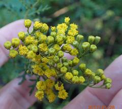 Senecio rhyncholaenus