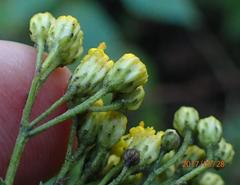 Senecio rhyncholaenus