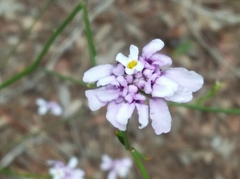 Iberis linifolia