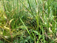 Glyceria notata