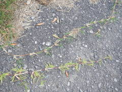 Cynodon dactylon dactylon