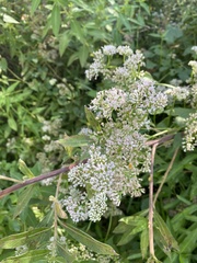 Mikania scandens image
