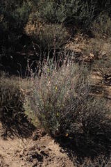 Atriplex vestita