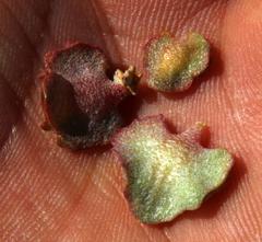 Atriplex vestita