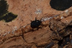 Nemastoma bimaculatum