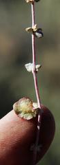 Atriplex vestita