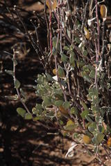 Atriplex vestita