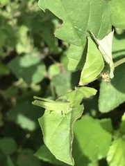 Orthoptera
