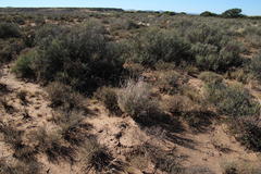 Atriplex vestita