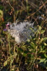 Cirsium maackii